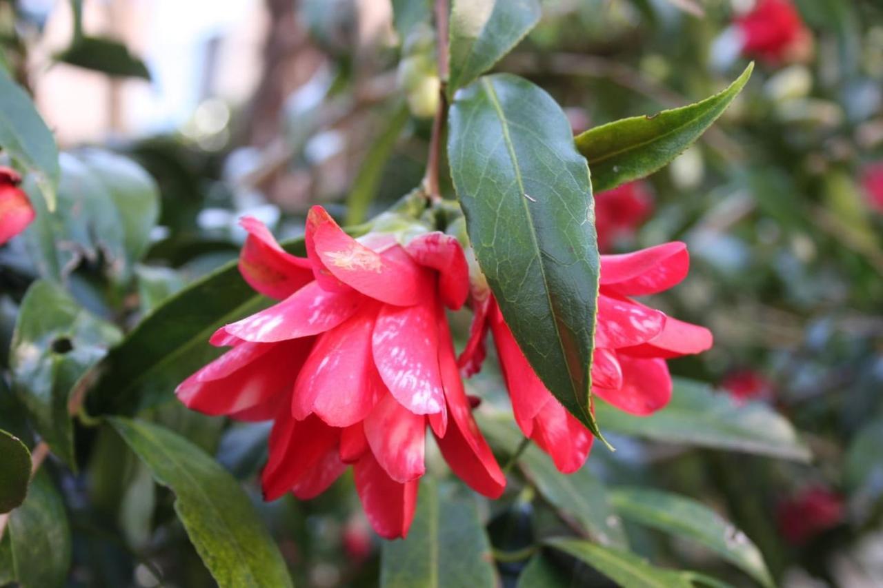 Oggebio La Camelia D'Oro 아파트 외부 사진