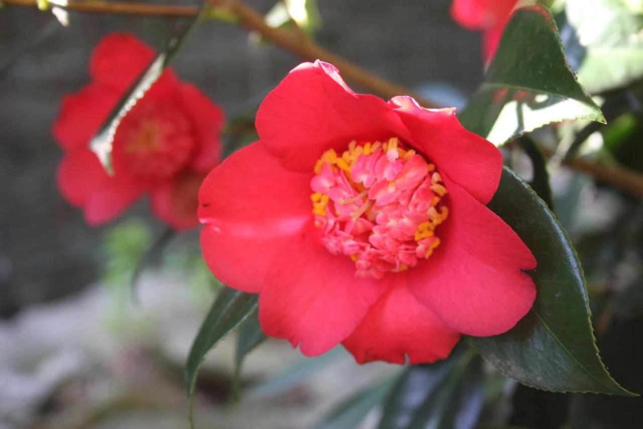 Oggebio La Camelia D'Oro 아파트 외부 사진