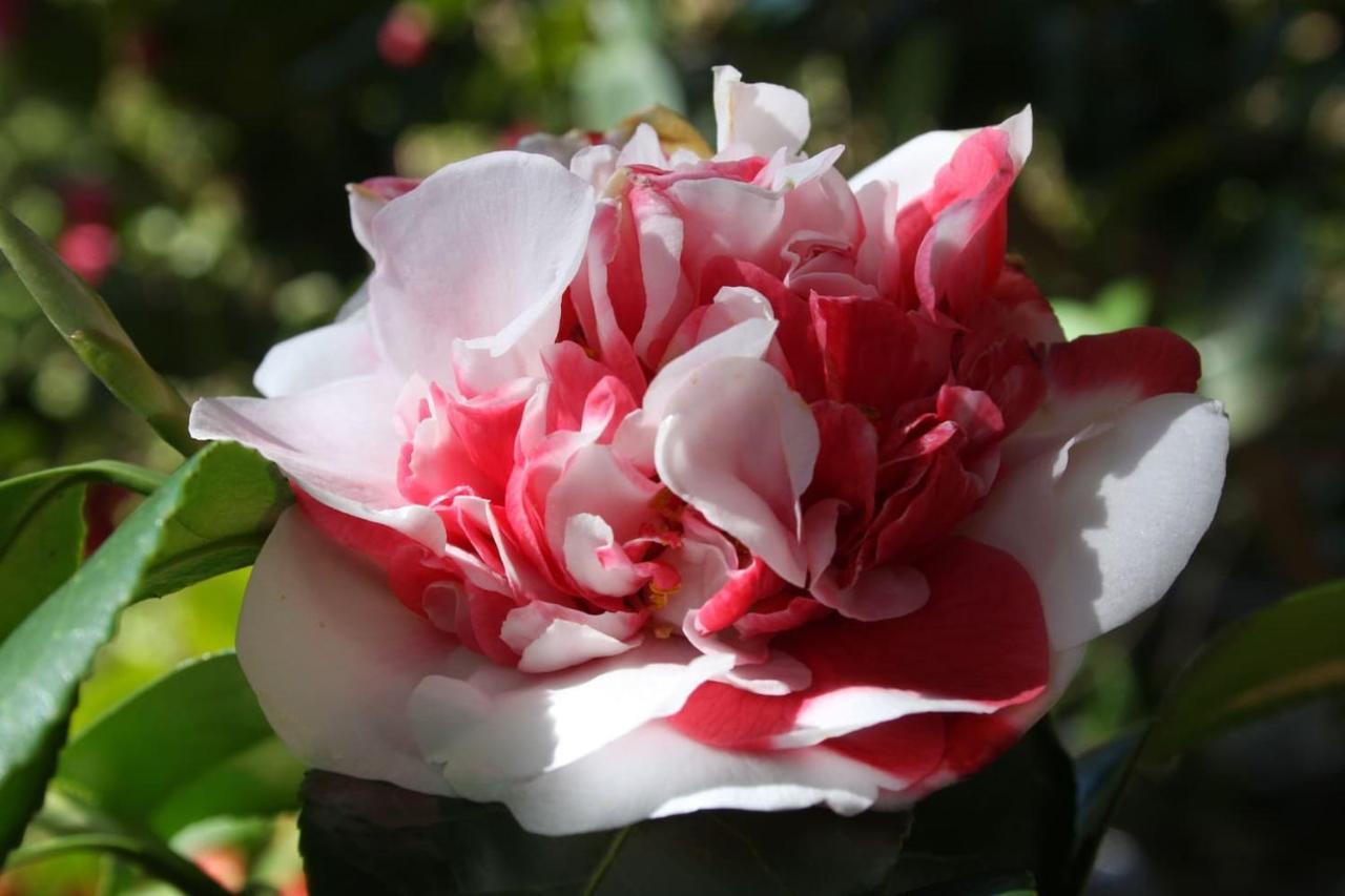 Oggebio La Camelia D'Oro 아파트 외부 사진