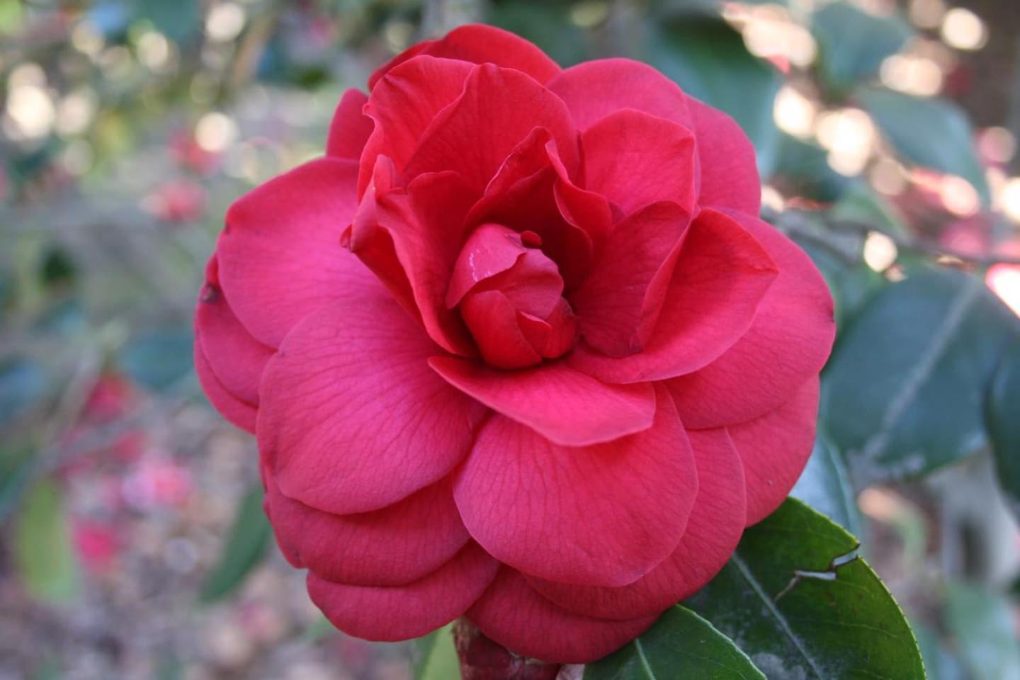 Oggebio La Camelia D'Oro 아파트 외부 사진