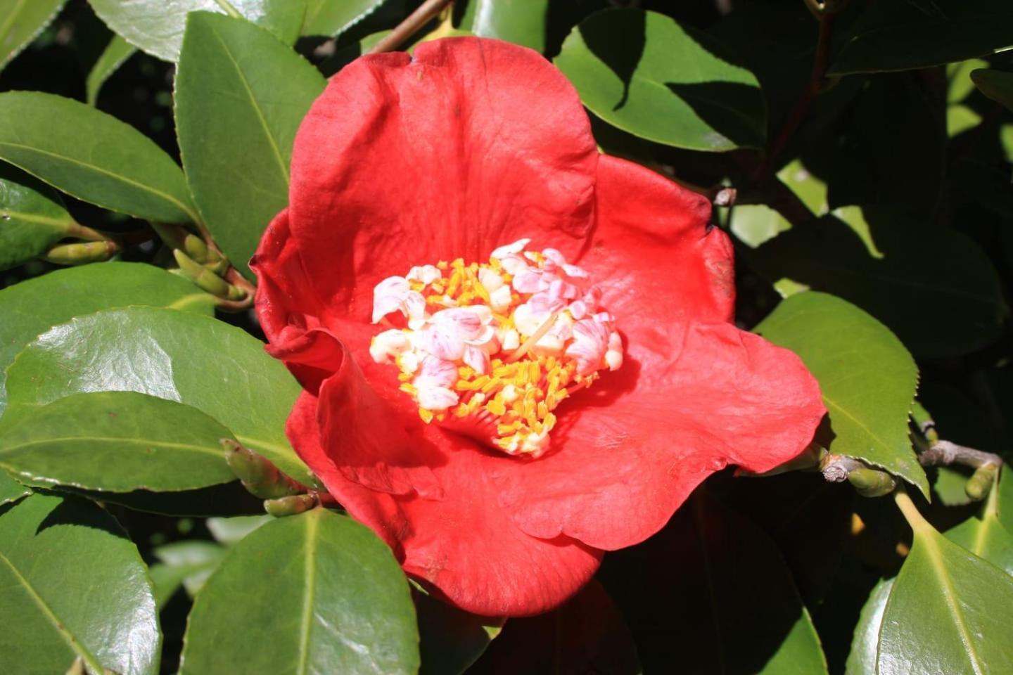 Oggebio La Camelia D'Oro 아파트 외부 사진